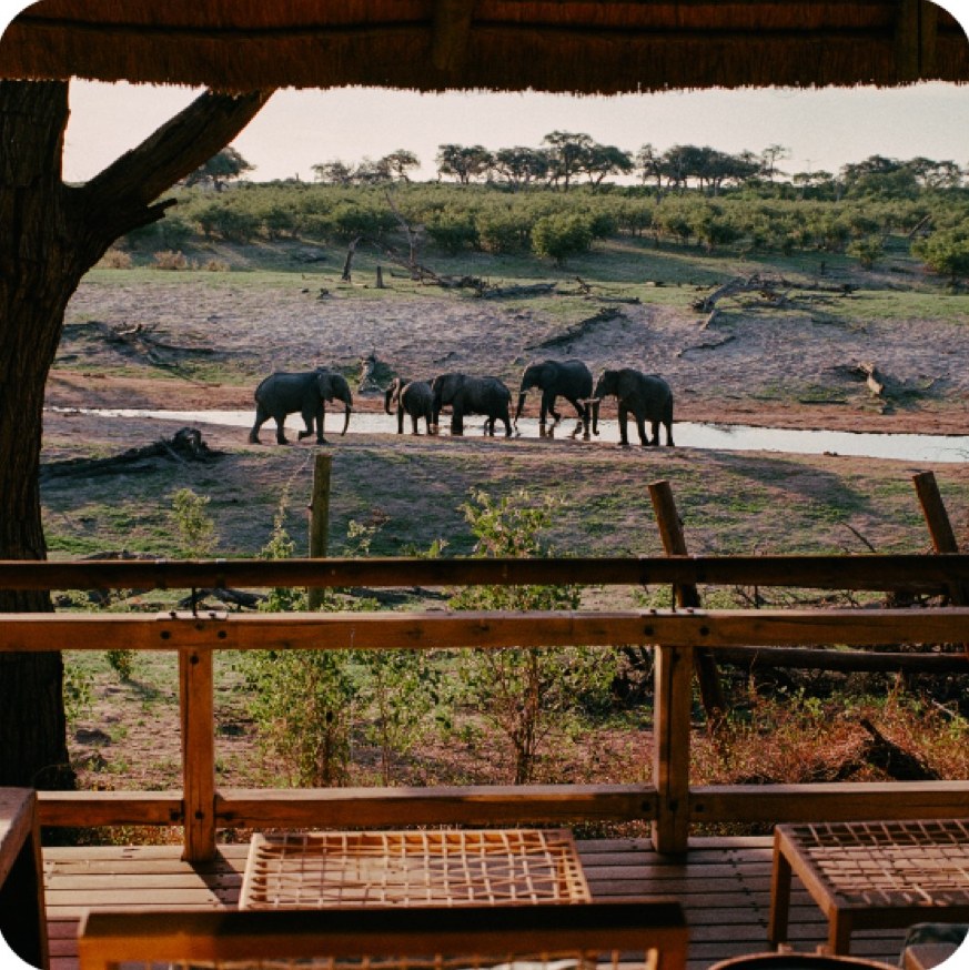 Savute Elephant Lodge